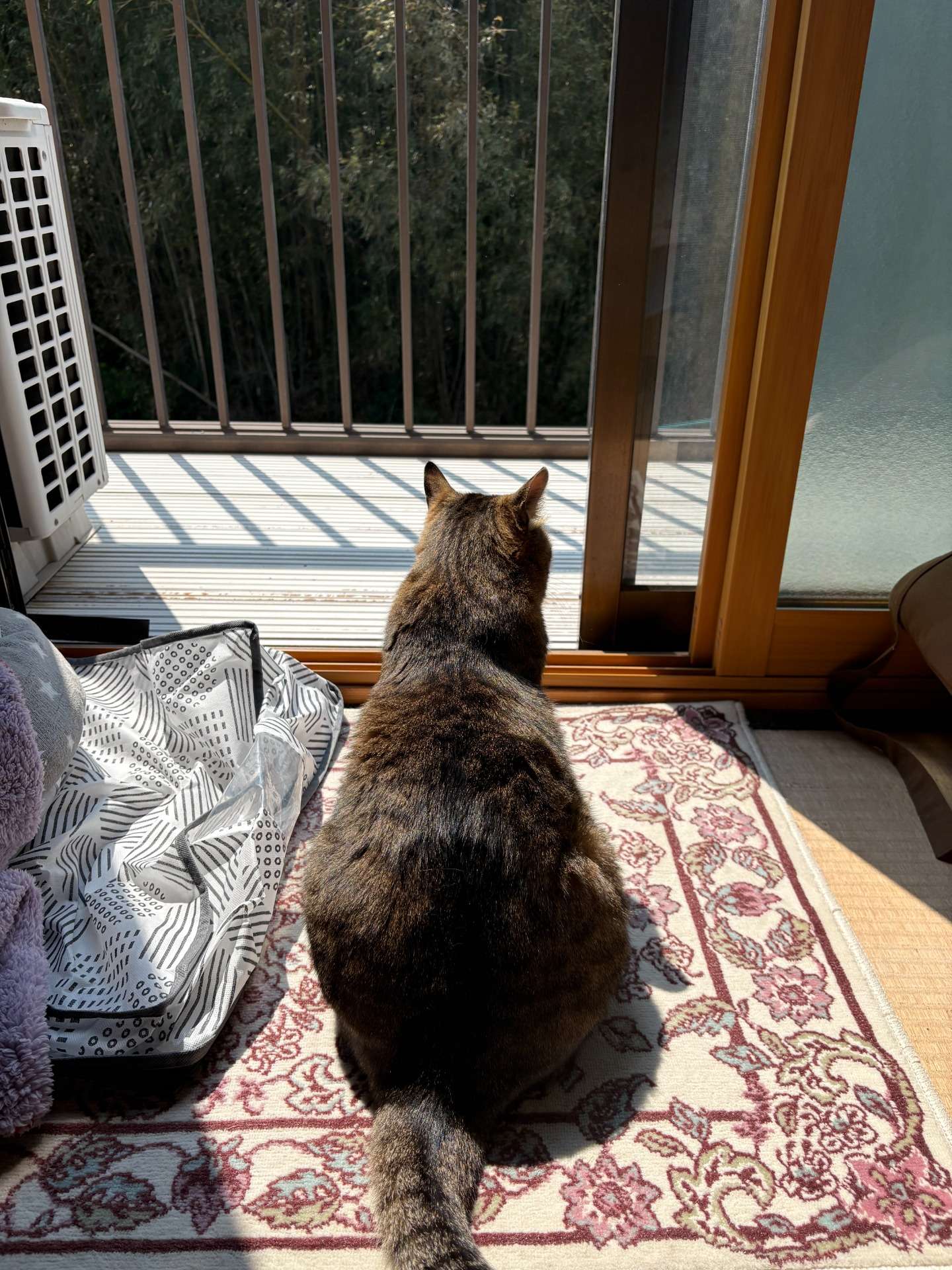 いたずら好きでマヌケな猫