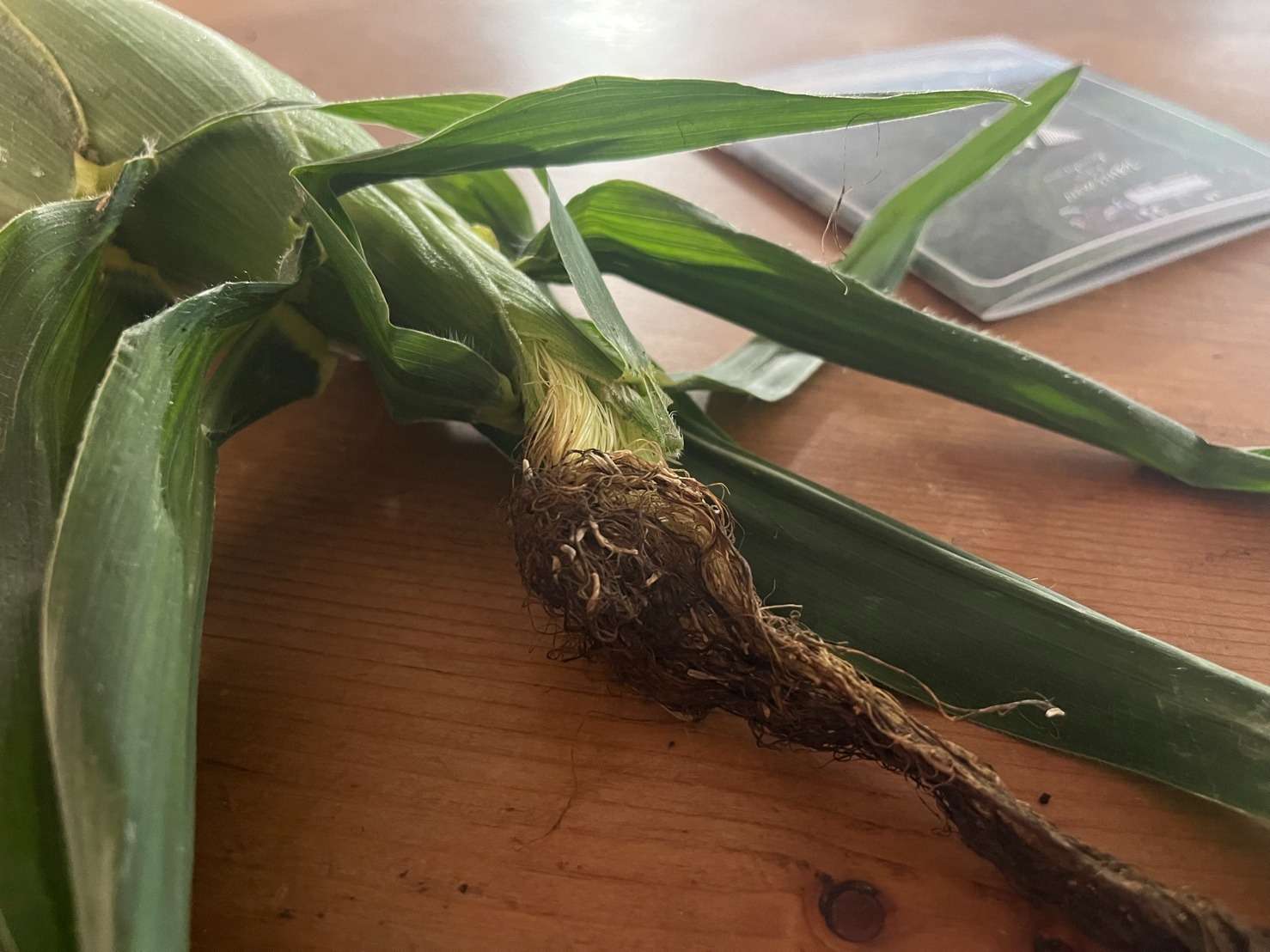コーーーーーン🌽