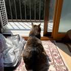 いたずら好きでマヌケな猫